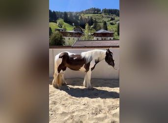 Tinker, Wallach, 6 Jahre, 148 cm, Schecke