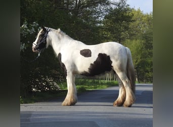 Tinker, Wallach, 6 Jahre, 148 cm, Schecke