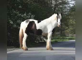 Tinker, Wallach, 6 Jahre, 148 cm, Schecke