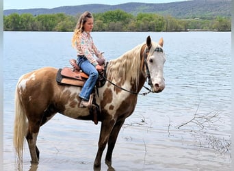 Tinker, Wallach, 6 Jahre, 150 cm, Palomino