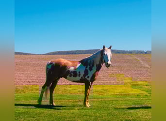 Tinker, Wallach, 6 Jahre, 150 cm, Palomino