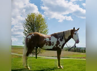 Tinker, Wallach, 6 Jahre, 150 cm, Palomino