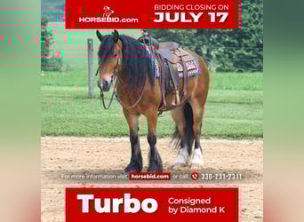 Tinker Mix, Wallach, 6 Jahre, 150 cm, Rotbrauner