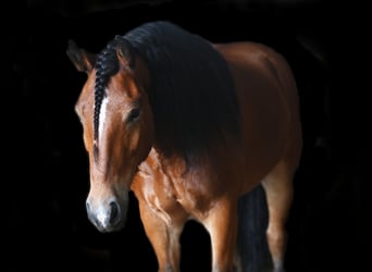 Tinker Mix, Wallach, 6 Jahre, 150 cm, Rotbrauner