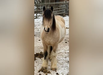 Tinker, Wallach, 6 Jahre, 150 cm, Schecke