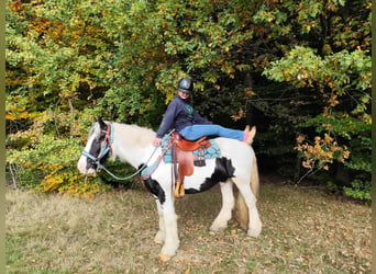 Tinker, Wallach, 6 Jahre, 150 cm, Schecke