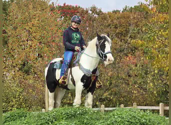 Tinker, Wallach, 6 Jahre, 150 cm, Schecke