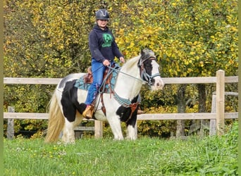 Tinker, Wallach, 6 Jahre, 150 cm, Schecke