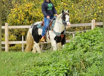 Tinker, Wallach, 6 Jahre, 150 cm, Schecke