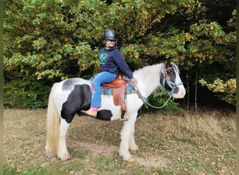 Tinker, Wallach, 6 Jahre, 150 cm, Schecke
