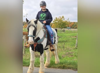 Tinker, Wallach, 6 Jahre, 150 cm, Schecke