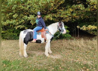 Tinker, Wallach, 6 Jahre, 150 cm, Schecke