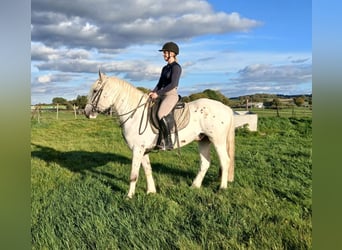 Tinker, Wallach, 6 Jahre, 150 cm, Schimmel