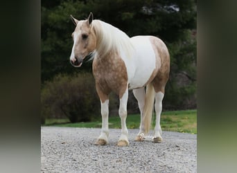 Tinker Mix, Wallach, 6 Jahre, 152 cm, Tobiano-alle-Farben