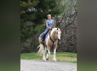 Tinker Mix, Wallach, 6 Jahre, 152 cm, Tobiano-alle-Farben