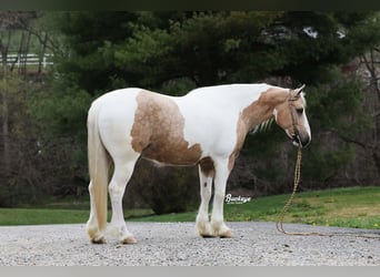 Tinker Mix, Wallach, 6 Jahre, 152 cm, Tobiano-alle-Farben