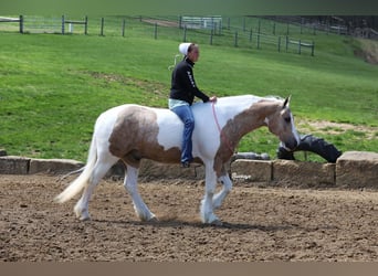 Tinker Mix, Wallach, 6 Jahre, 152 cm, Tobiano-alle-Farben