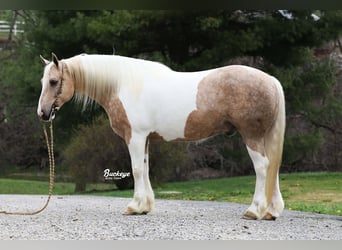 Tinker Mix, Wallach, 6 Jahre, 152 cm, Tobiano-alle-Farben