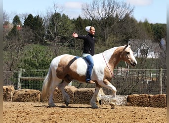 Tinker Mix, Wallach, 6 Jahre, 152 cm, Tobiano-alle-Farben