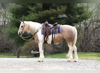 Tinker Mix, Wallach, 6 Jahre, 152 cm, Tobiano-alle-Farben