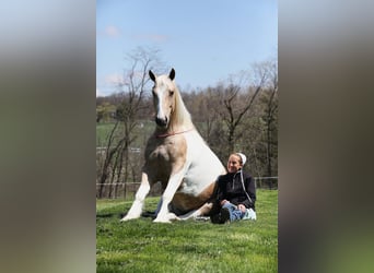 Tinker Mix, Wallach, 6 Jahre, 152 cm, Tobiano-alle-Farben