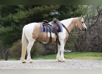 Tinker Mix, Wallach, 6 Jahre, 152 cm, Tobiano-alle-Farben