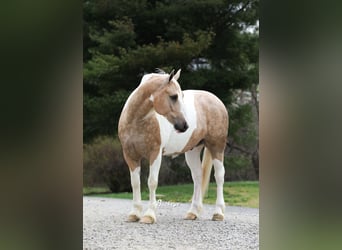 Tinker Mix, Wallach, 6 Jahre, 152 cm, Tobiano-alle-Farben