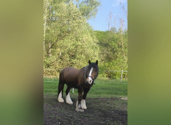 Tinker, Wallach, 6 Jahre, 155 cm, Brauner