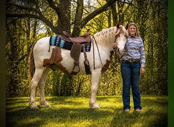 Tinker, Wallach, 6 Jahre, 157 cm, Schecke