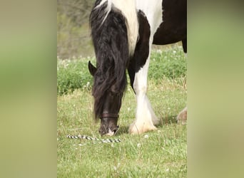 Tinker Mix, Wallach, 6 Jahre, 163 cm, Schecke