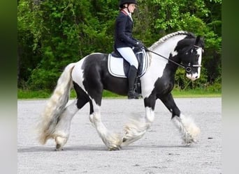Tinker, Wallach, 6 Jahre, 163 cm, White