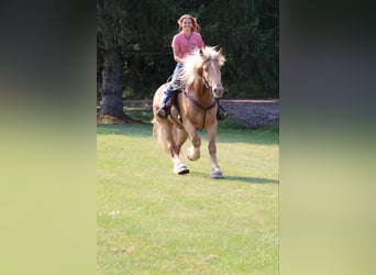 Tinker, Wallach, 6 Jahre, 168 cm, Palomino