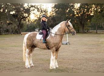 Tinker Mix, Wallach, 6 Jahre, 168 cm, Schecke