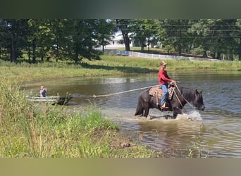 Tinker, Wallach, 6 Jahre, Rappe