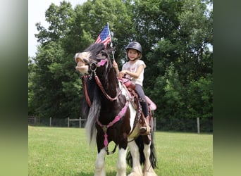 Tinker, Wallach, 6 Jahre, Schecke