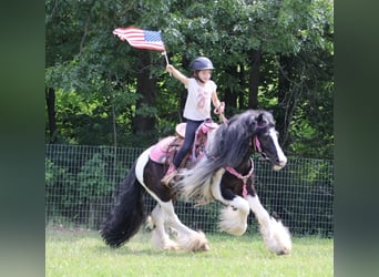 Tinker, Wallach, 6 Jahre, Schecke