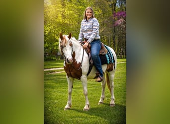 Tinker Mix, Wallach, 6 Jahre, Schecke