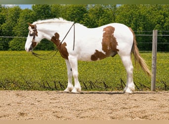 Tinker Mix, Wallach, 6 Jahre, Schecke