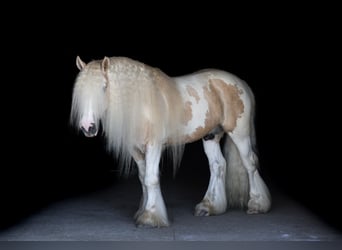 Tinker, Wallach, 6 Jahre, Schecke