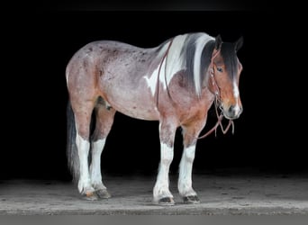 Tinker Mix, Wallach, 6 Jahre, Schecke