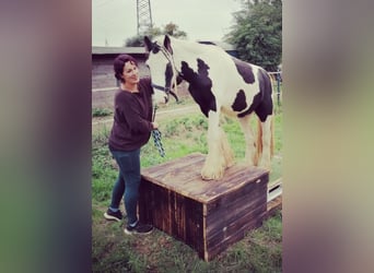 Tinker, Wallach, 7 Jahre, 123 cm