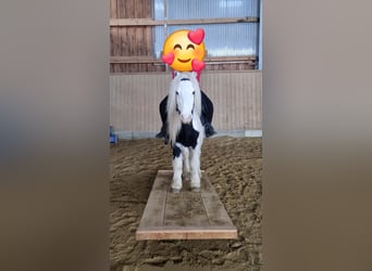 Tinker, Wallach, 7 Jahre, 125 cm, Schecke