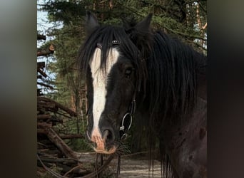 Tinker, Wallach, 7 Jahre, 127 cm, Rappe