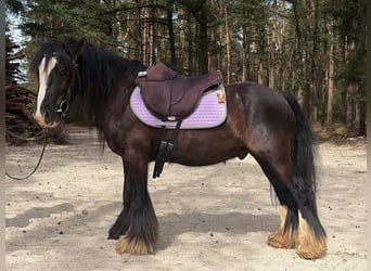 Tinker, Wallach, 7 Jahre, 127 cm, Rappe