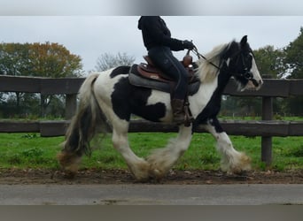 Tinker, Wallach, 7 Jahre, 132 cm, Schecke