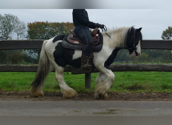 Tinker, Wallach, 7 Jahre, 132 cm, Schecke