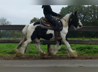 Tinker, Wallach, 7 Jahre, 132 cm, Schecke