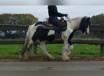 Tinker, Wallach, 7 Jahre, 132 cm, Schecke