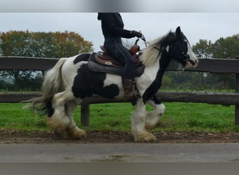 Tinker, Wallach, 7 Jahre, 132 cm, Schecke
