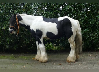 Tinker, Wallach, 7 Jahre, 132 cm, Schecke
